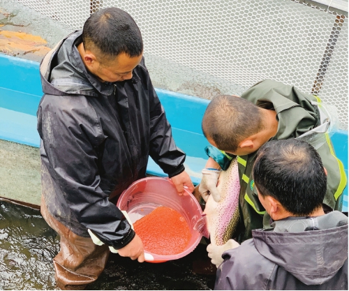 自主創新，填補我國虹鱒良種空白