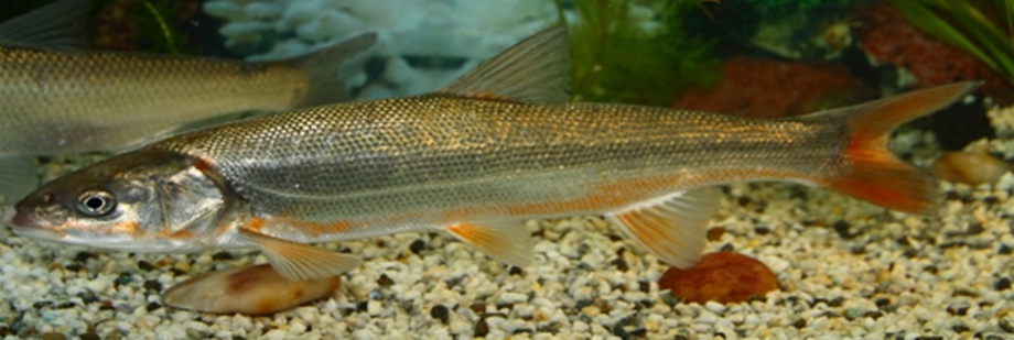 三塊魚